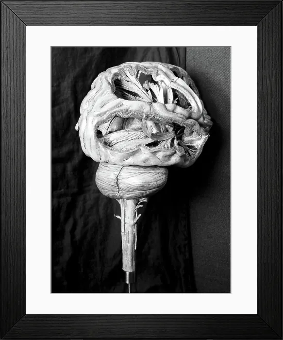 Framed Print : Anatomical model of human brain, paper mache, French, 19th century Framed Print : Anatomical model of human brain, paper mache, French, 19th century