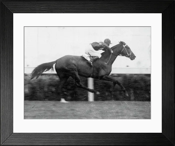 Framed Print : White Nose, one of the only two Cup runners that the critics give a ***** creating an upset in prospects