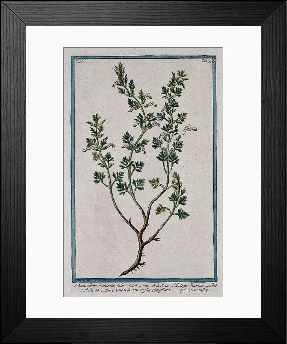 Framed Print : Cut-leaved germander (Teucrium botrys L) Framed Print : Cut-leaved germander (Teucrium botrys L)