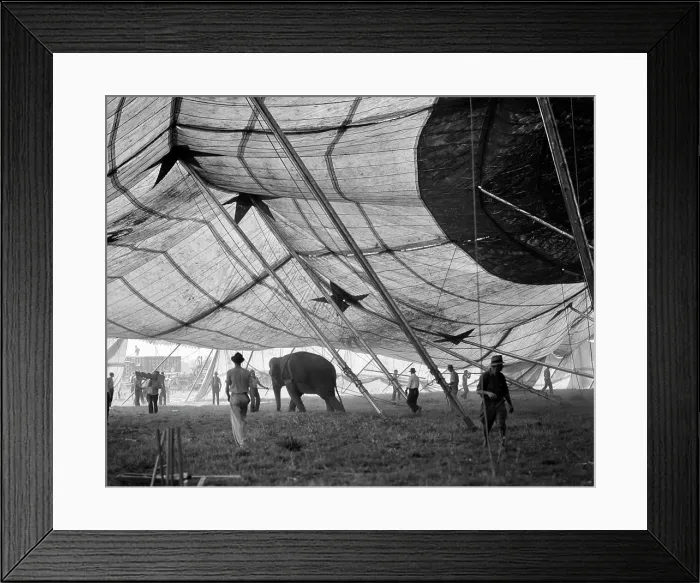 Framed Print : 1930s ELEPHANT AND WORKERS ERECTING BIG TOP CIRCUS TENT
