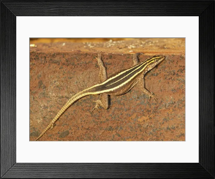 Framed Print : Common Flat Lizard (Platysaurus intermedius) female. Tuli Lodge. Northern Tuli Game Reserve. Botswana Framed Print : Common Flat Lizard (Platysaurus intermedius) female. Tuli Lodge. Northern Tuli Game Reserve. Botswana