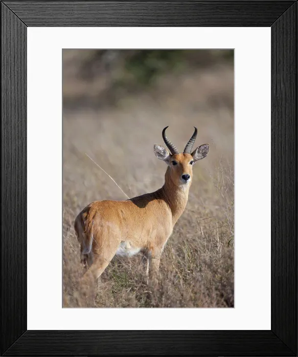 Framed Print : Bohor Reedbuck (Redunca redunca) adult male, standing in savannah, Serengeti N.P., Tanzania, December