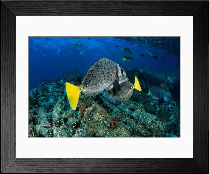 Framed Print : yellowtail surgeonfish, prionurus punctatus Framed Print : yellowtail surgeonfish, prionurus punctatus