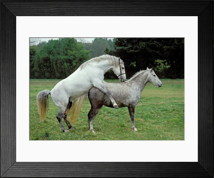Framed Print : Lipizzan Horse, Pair Mating Framed Print : Lipizzan Horse, Pair Mating