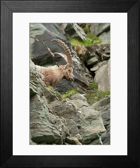 Framed Print : Alpine ibex (Capra ibex), male, Hohe Tauern National Park, Carinthia, Austria, Europe