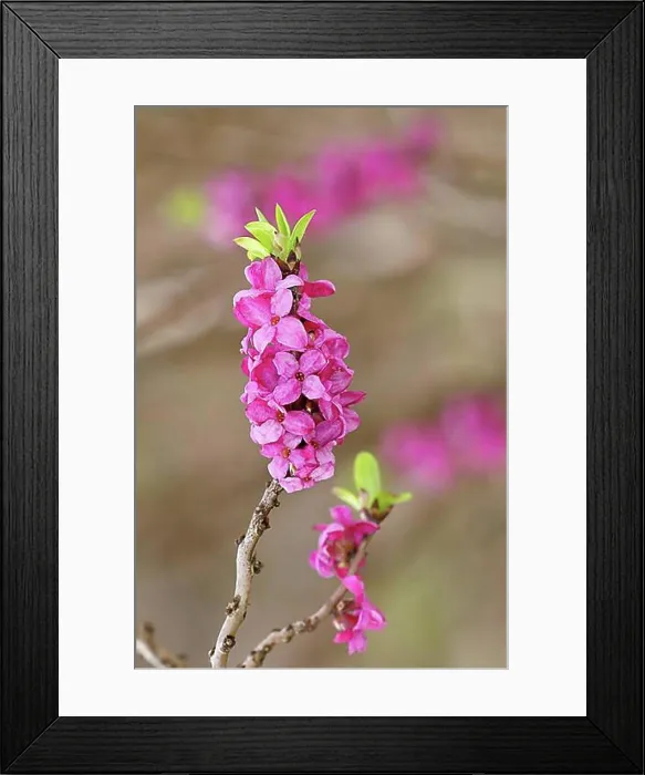 Framed Print : Daphne (Daphne mezereum), flowers and leaf shoots, Wilnsdorf, North Rhine-Westphalia, Germany, Europe