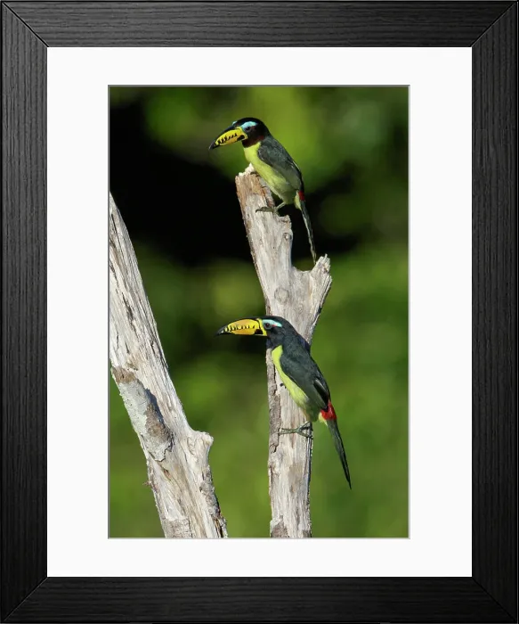 Framed Print : Lettered Aracari (Pteroglossus inscriptus) perched on a branch in the Amazon of Brazil. Framed Print : Lettered Aracari (Pteroglossus inscriptus) perched on a branch in the Amazon of Brazil.