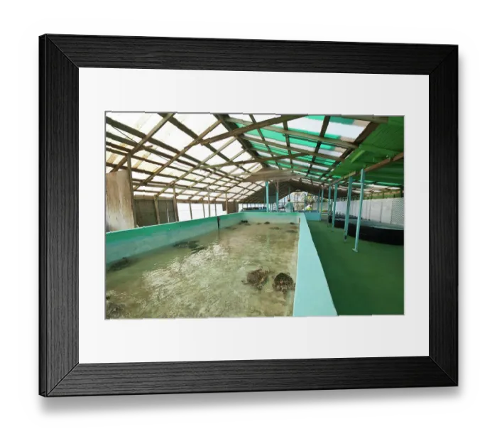 Framed Print : Bequia, St. Vincent and the Grenadines. Old Hegg Turtle Sanctuary. Framed Print : Bequia, St. Vincent and the Grenadines. Old Hegg Turtle Sanctuary.