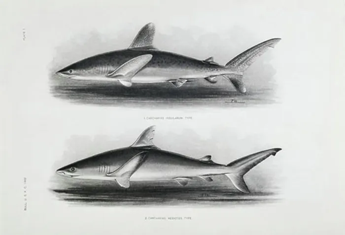 Framed Print : 1) Carcharias Insularum 2) Carcharias Nesiotes 1905 Artist Unknown Lithograph Private Collection Framed Print : 1) Carcharias Insularum 2) Carcharias Nesiotes 1905 Artist Unknown Lithograph Private Collection