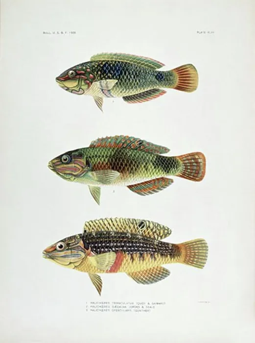 Framed Print : 1) Halichoeres Trimaculatus