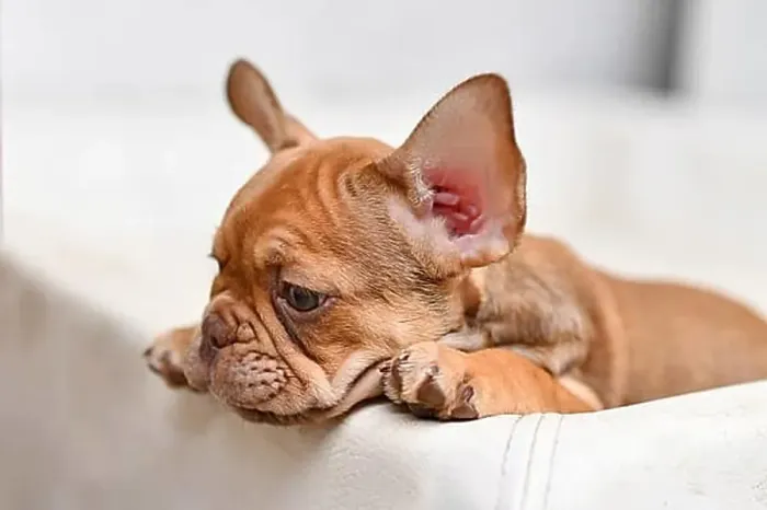 Framed Print : 10 weeks young Mocca French Bulldog dog puppy Framed Print : 10 weeks young Mocca French Bulldog dog puppy