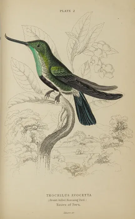 Framed Print : 1835 Antique Art Biology Bird Birds Classification