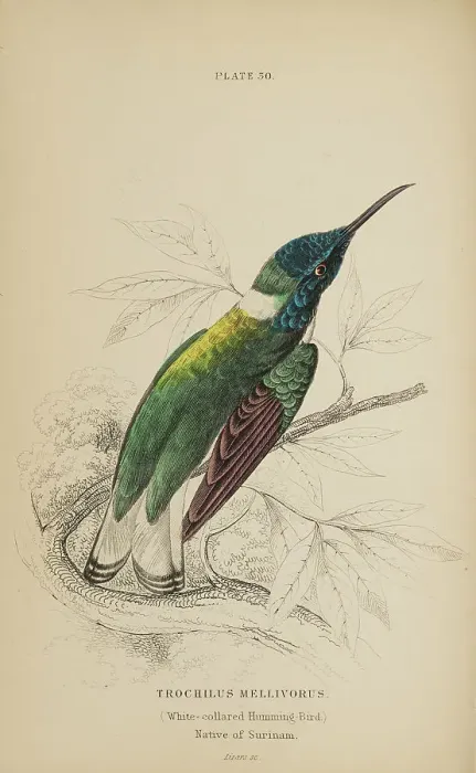 Framed Print : 1835 Antique Art Biology Bird Birds Classification
