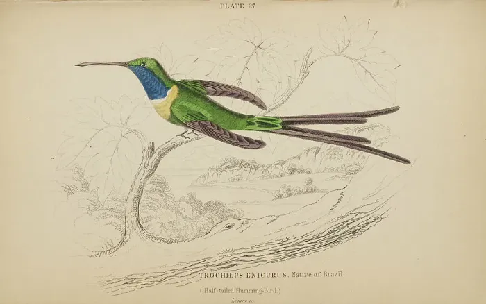 Framed Print : 1835 Antique Art Biology Bird Birds Classification Framed Print : 1835 Antique Art Biology Bird Birds Classification