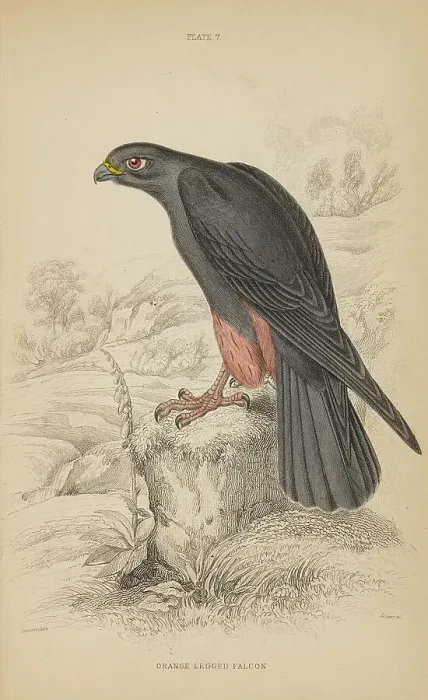 Framed Print : 1835 Antique Art Biology Bird Birds Classification Framed Print : 1835 Antique Art Biology Bird Birds Classification