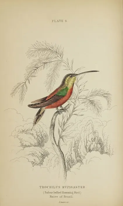 Framed Print : 1835 Antique Art Biology Bird Birds Classification Framed Print : 1835 Antique Art Biology Bird Birds Classification