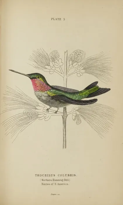 Framed Print : 1835 Antique Art Biology Bird Birds Classification Framed Print : 1835 Antique Art Biology Bird Birds Classification
