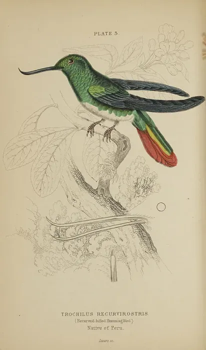 Framed Print : 1835 Antique Art Biology Bird Birds Classification Framed Print : 1835 Antique Art Biology Bird Birds Classification