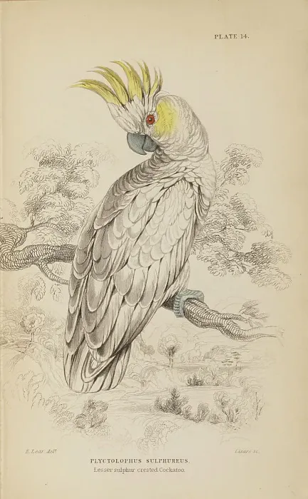 Framed Print : 1835 Antique Art Biology Bird Birds Classification Framed Print : 1835 Antique Art Biology Bird Birds Classification