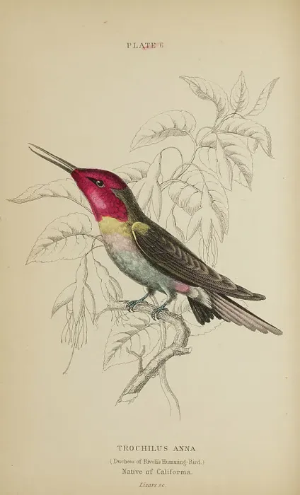 Framed Print : 1835 Antique Art Biology Bird Birds Classification Framed Print : 1835 Antique Art Biology Bird Birds Classification