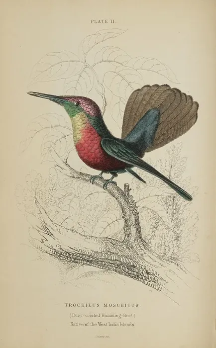 Framed Print : 1835 Antique Art Biology Bird Birds Classification