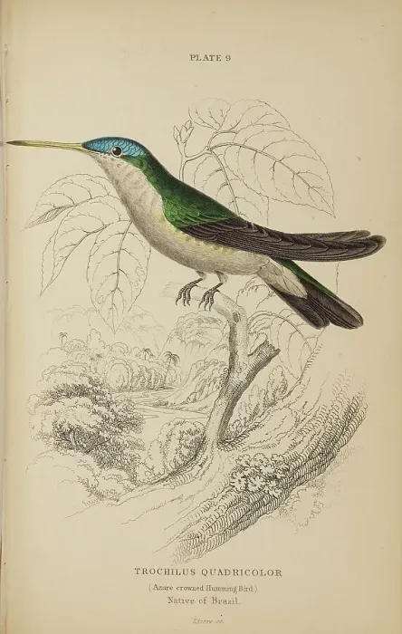 Framed Print : 1835 Antique Art Biology Bird Birds Classification Framed Print : 1835 Antique Art Biology Bird Birds Classification