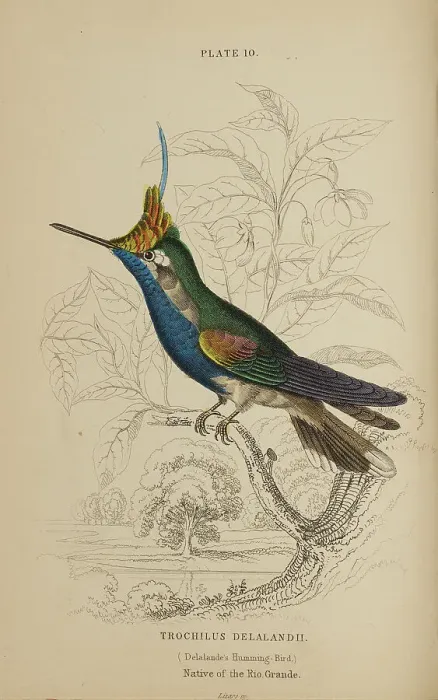 Framed Print : 1835 Antique Art Biology Bird Birds Classification
