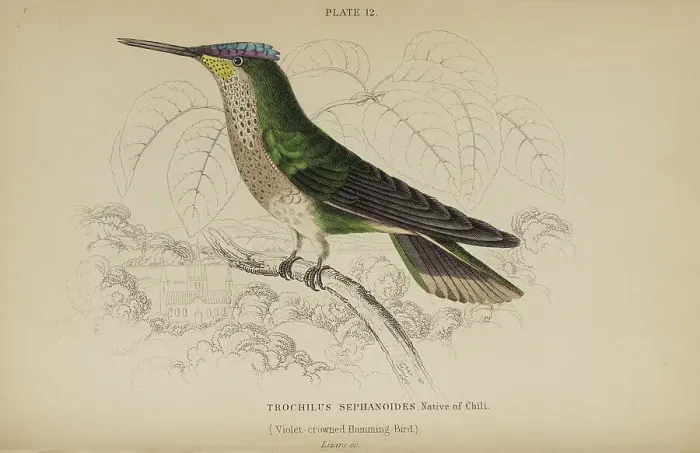 Framed Print : 1835 Antique Art Biology Bird Birds Classification
