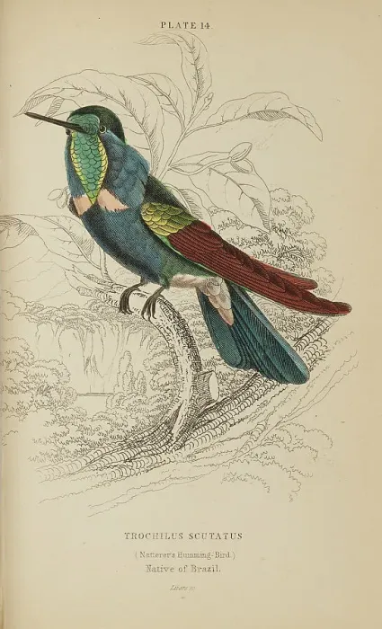 Framed Print : 1835 Antique Art Biology Bird Birds Classification Framed Print : 1835 Antique Art Biology Bird Birds Classification