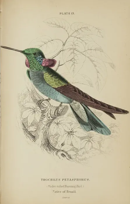 Framed Print : 1835 Antique Art Biology Bird Birds Classification Framed Print : 1835 Antique Art Biology Bird Birds Classification
