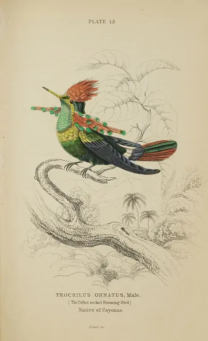 Framed Print : 1835 Antique Art Biology Bird Birds Classification Framed Print : 1835 Antique Art Biology Bird Birds Classification