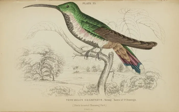 Framed Print : 1835 Antique Art Biology Bird Birds Classification