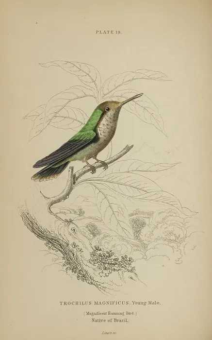 Framed Print : 1835 Antique Art Biology Bird Birds Classification Framed Print : 1835 Antique Art Biology Bird Birds Classification