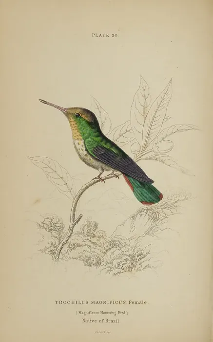Framed Print : 1835 Antique Art Biology Bird Birds Classification