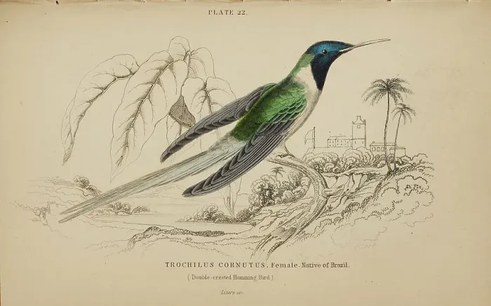 Framed Print : 1835 Antique Art Biology Bird Birds Classification