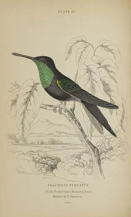 Framed Print : 1835 Antique Art Biology Bird Birds Classification Framed Print : 1835 Antique Art Biology Bird Birds Classification