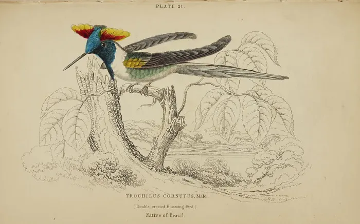 Framed Print : 1835 Antique Art Biology Bird Birds Classification