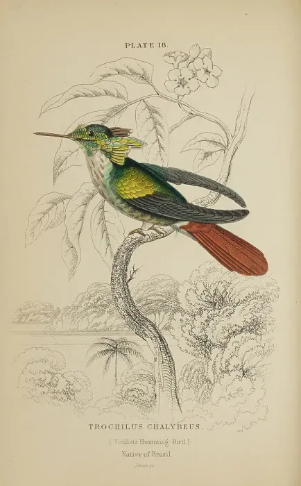 Framed Print : 1835 Antique Art Biology Bird Birds Classification Framed Print : 1835 Antique Art Biology Bird Birds Classification