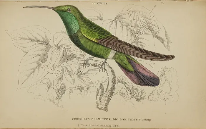 Framed Print : 1835 Antique Art Biology Bird Birds Classification Framed Print : 1835 Antique Art Biology Bird Birds Classification