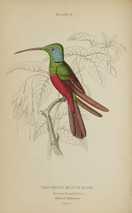 Framed Print : 1835 Antique Art Biology Bird Birds Classification Framed Print : 1835 Antique Art Biology Bird Birds Classification