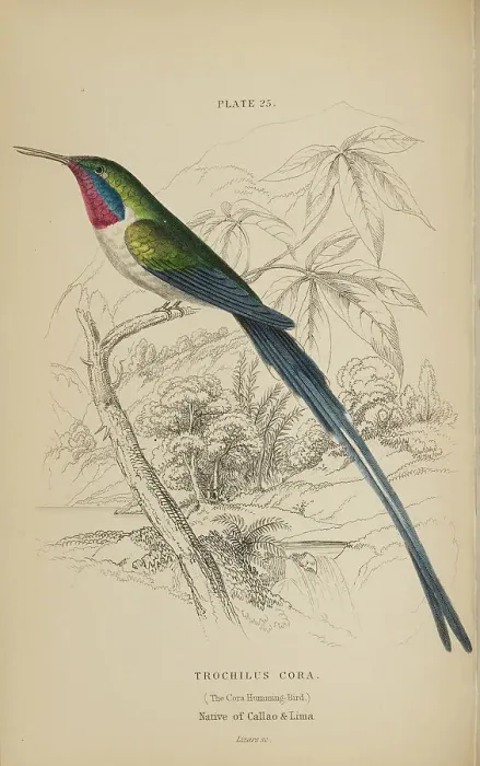Framed Print : 1835 Antique Art Biology Bird Birds Classification Framed Print : 1835 Antique Art Biology Bird Birds Classification