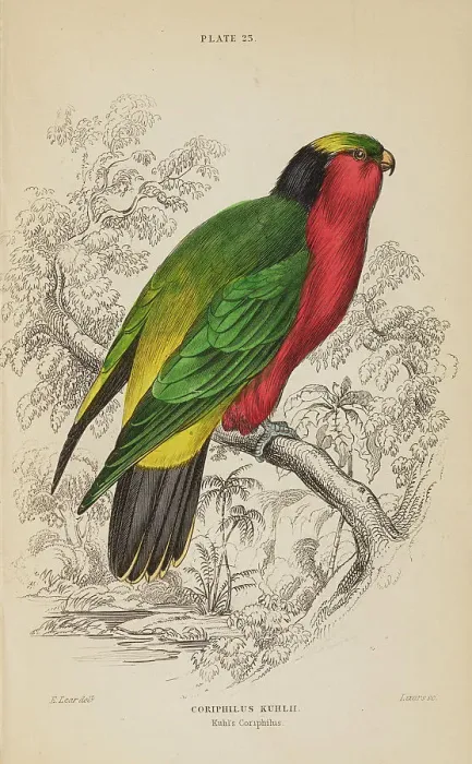 Framed Print : 1835 Antique Art Biology Bird Birds Classification