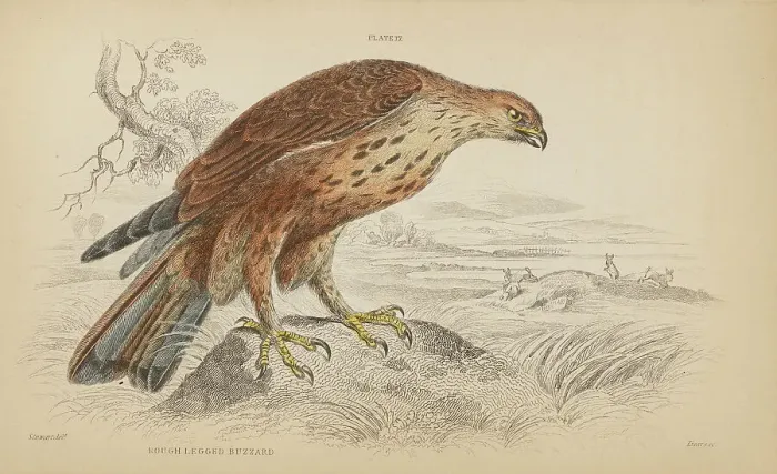 Framed Print : 1835 Antique Art Biology Bird Birds Classification