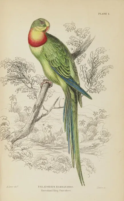 Framed Print : 1835 Antique Art Biology Bird Birds Classification