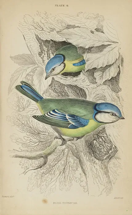 Framed Print : 1835 Antique Art Biology Bird Birds Classification Framed Print : 1835 Antique Art Biology Bird Birds Classification