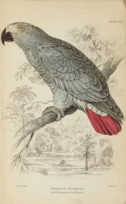 Framed Print : 1835 Antique Art Biology Bird Birds Classification