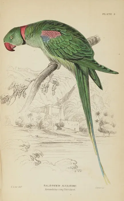 Framed Print : 1835 Antique Art Biology Bird Birds Classification Framed Print : 1835 Antique Art Biology Bird Birds Classification