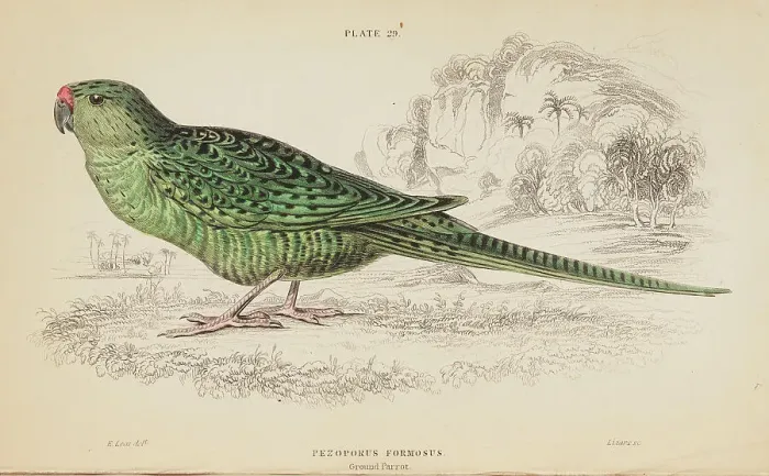 Framed Print : 1835 Antique Art Biology Bird Birds Classification Framed Print : 1835 Antique Art Biology Bird Birds Classification