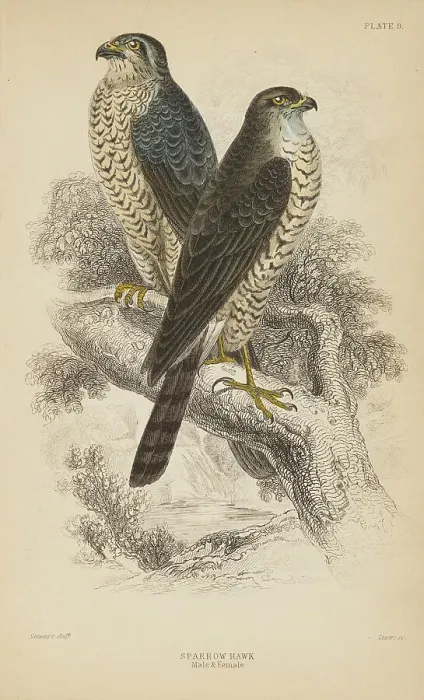 Framed Print : 1835 Antique Art Biology Bird Birds Classification Framed Print : 1835 Antique Art Biology Bird Birds Classification