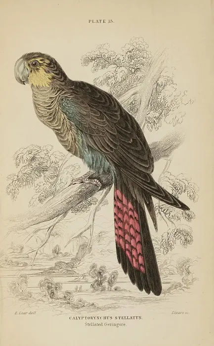 Framed Print : 1835 Antique Art Biology Bird Birds Classification